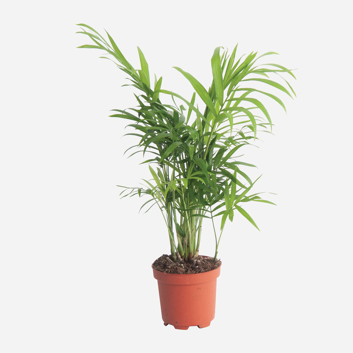    Chamaedorea Elegans Dağ Palmiyesi 9cm 