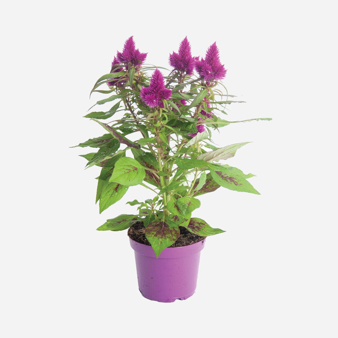    Celosia Deep Purple Horoz İbiği 