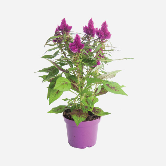 Celosia Deep Purple Horoz İbiği