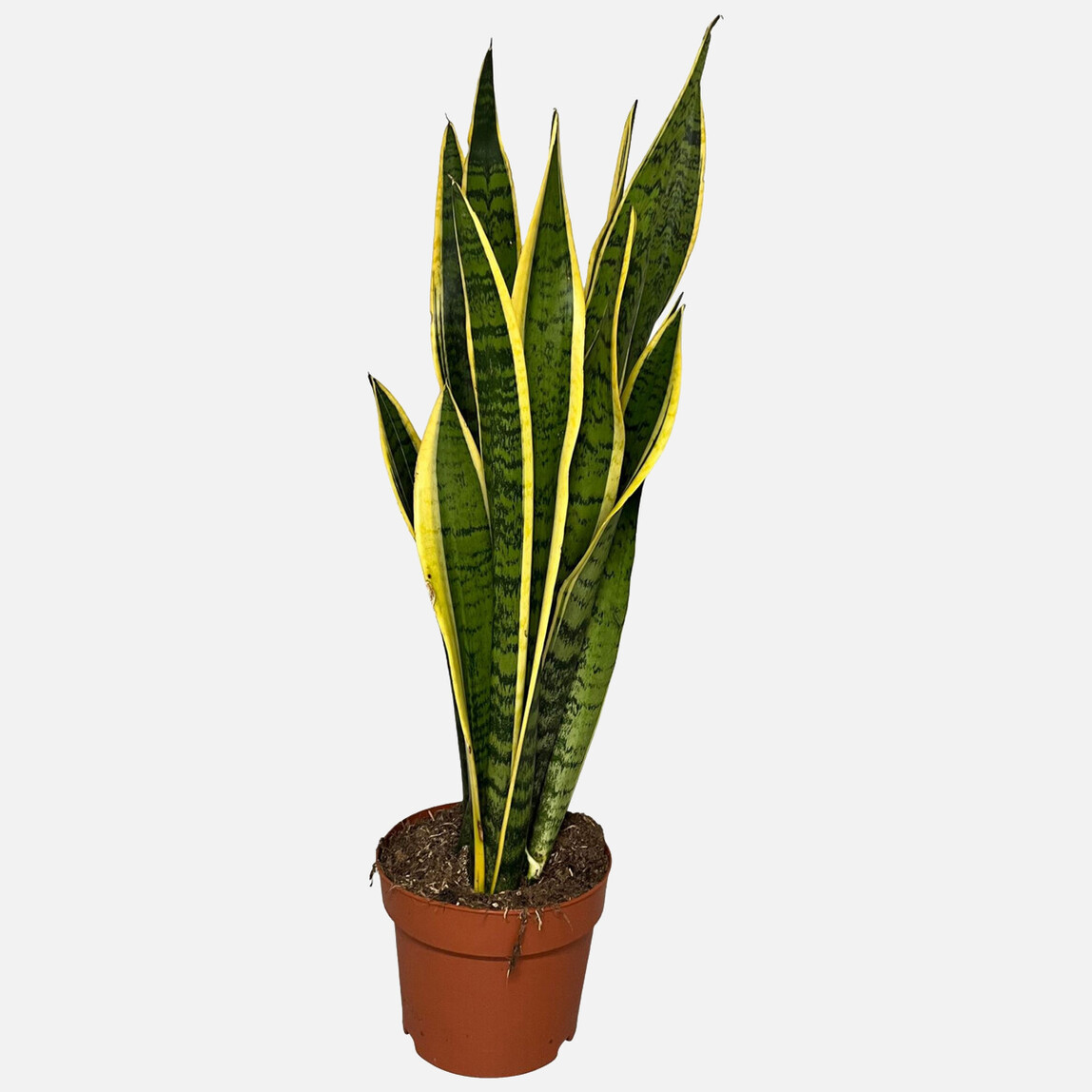    Samseveria Bitkisi 