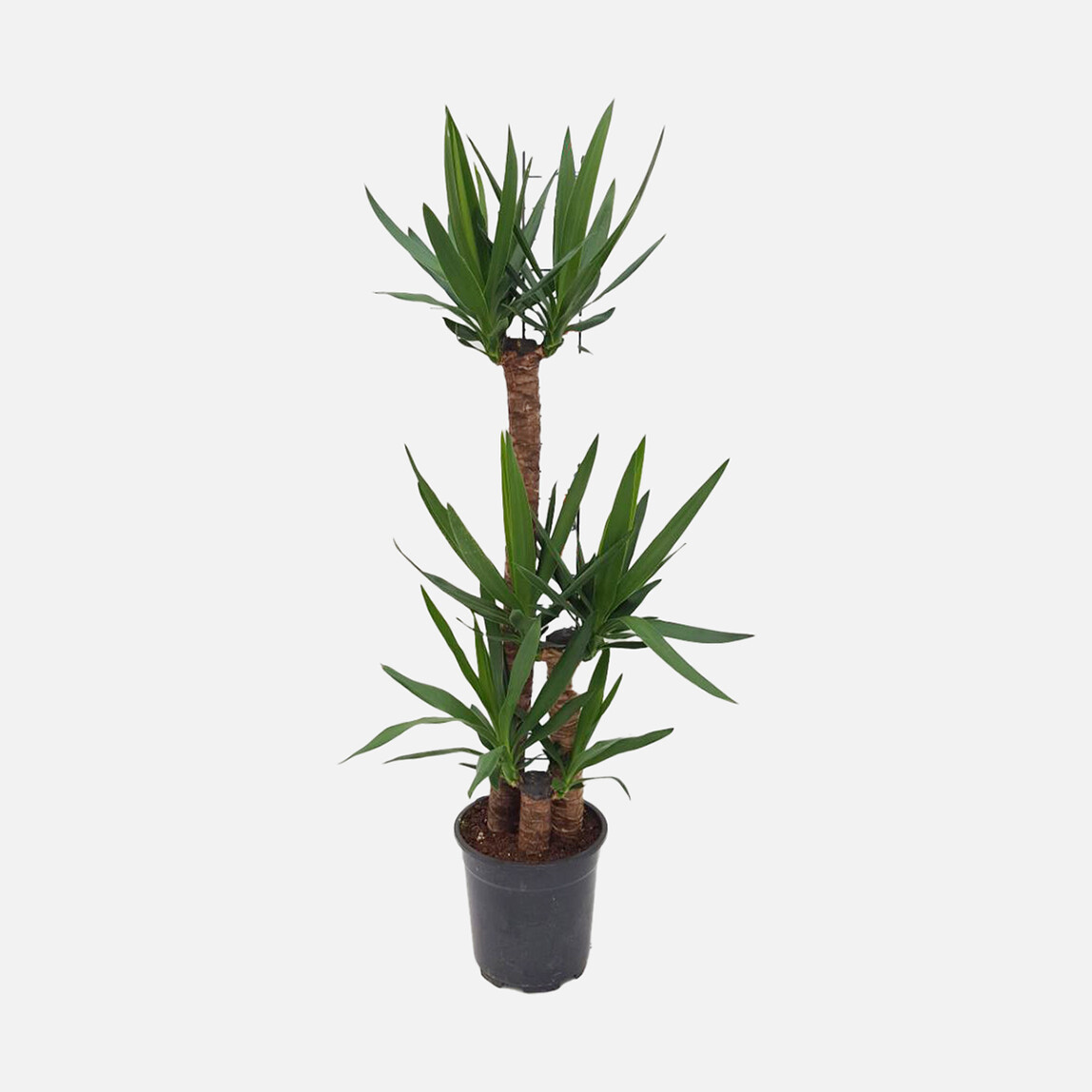    Yucca Bitkisi 