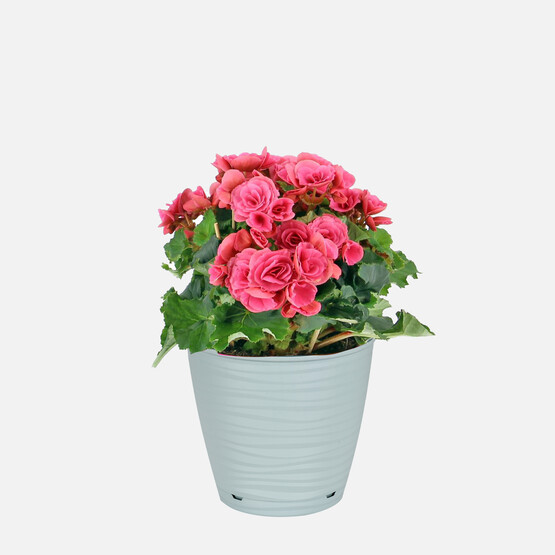 PlastArt Sahra Saksı 11cm