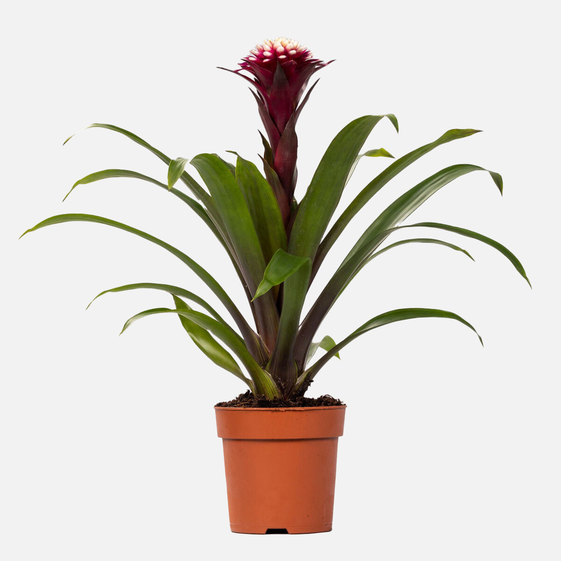    Guzmania Francesca Bitkisi 