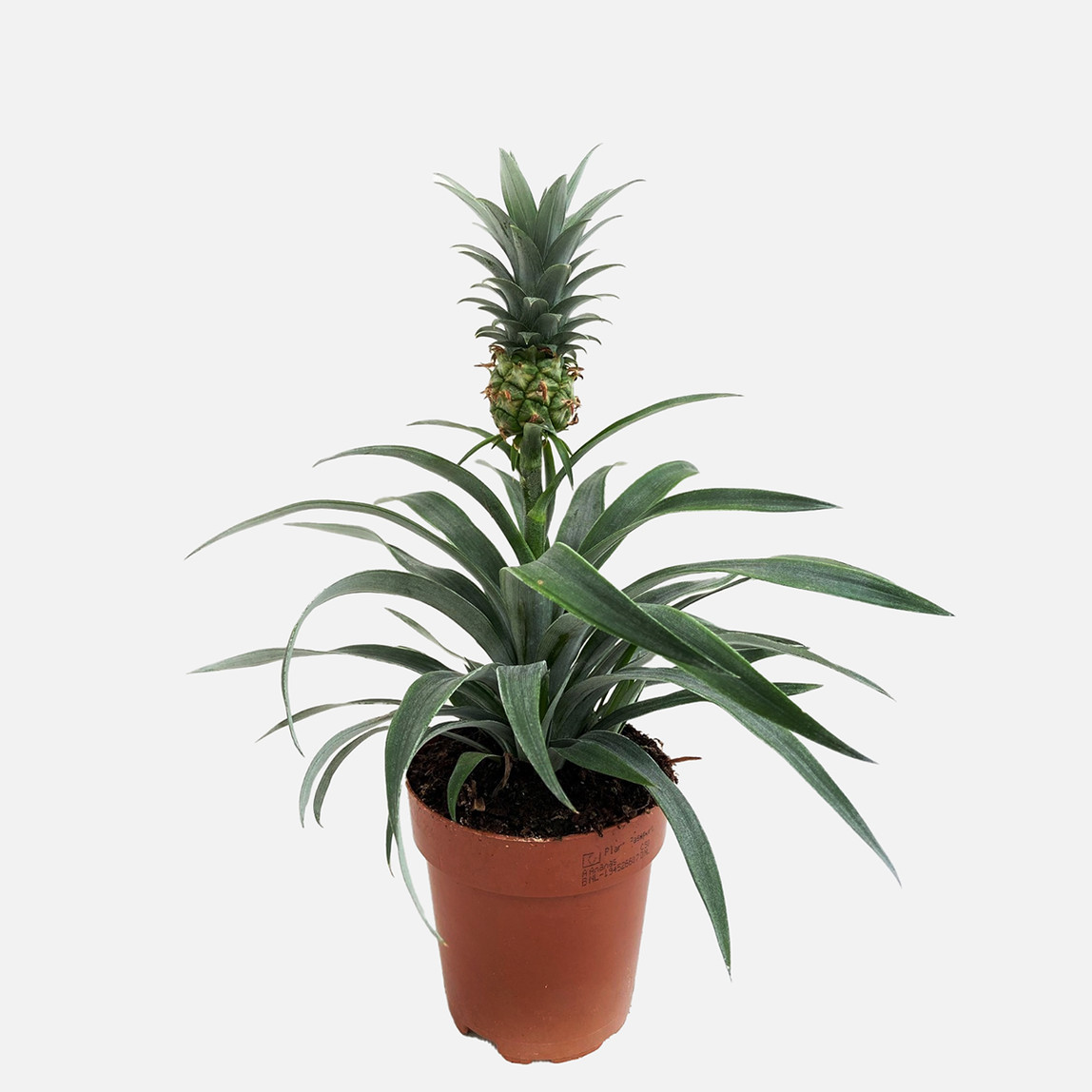    Ananas Bitkisi 