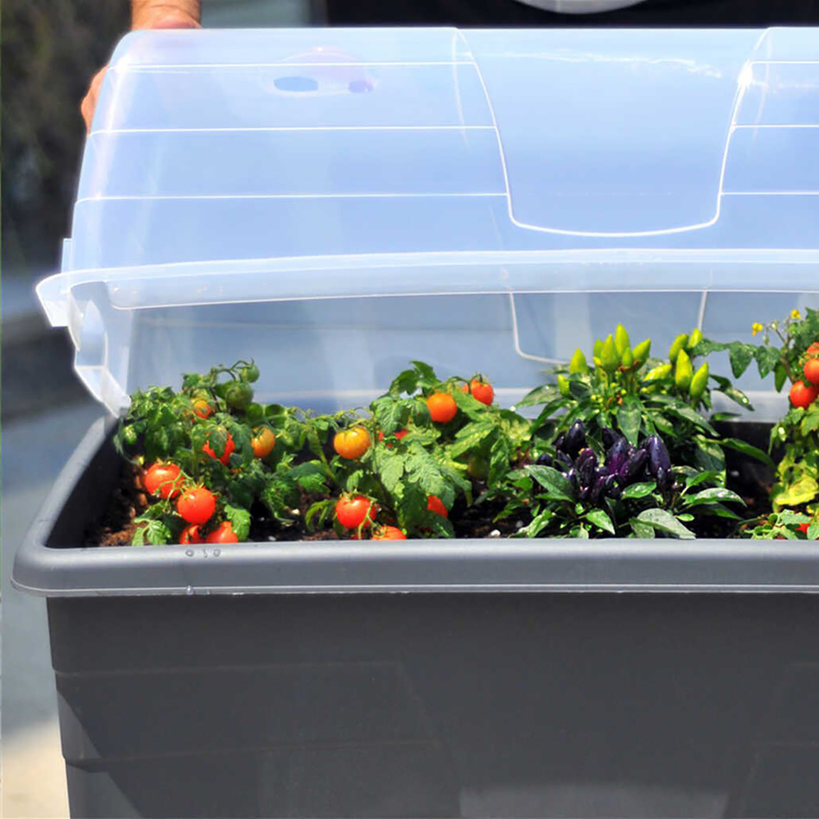    Yetiştirme Saksı Kapağı  