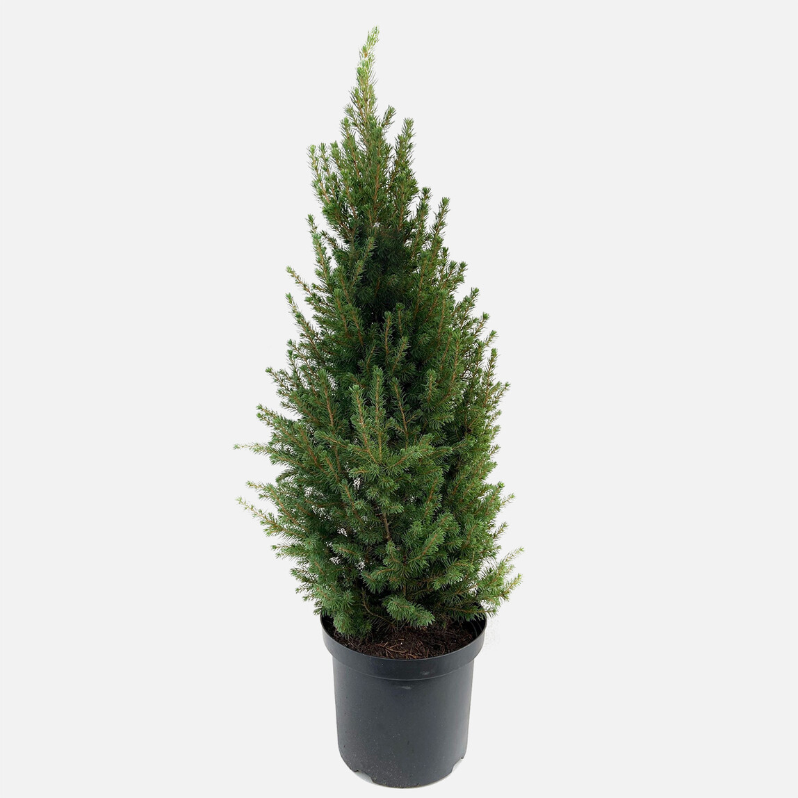    Picea Omorica Ladin 