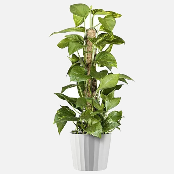 Umea Saksı Beyaz 23cm