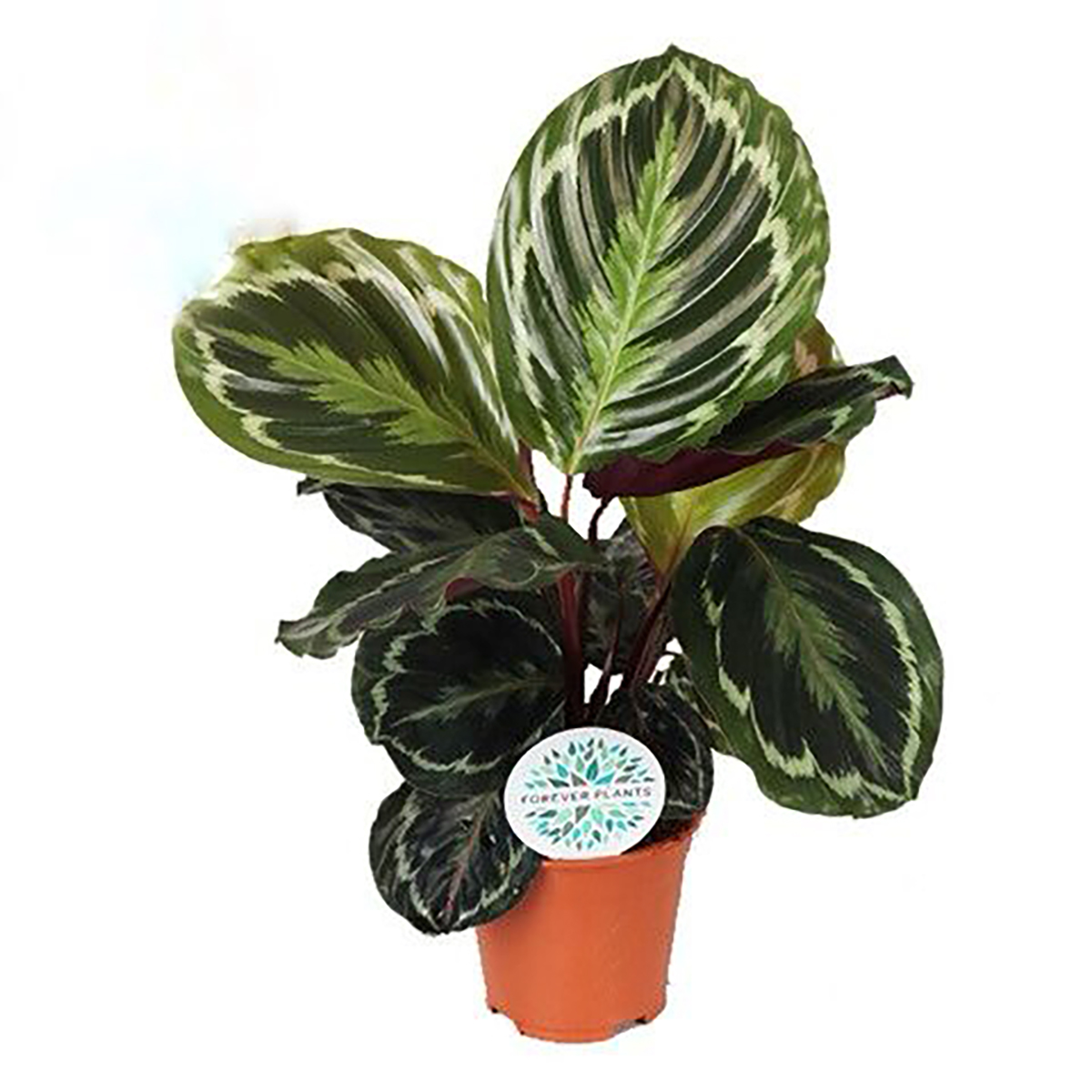 dracaena draco winterhart Seedeo® Drachenbaum (Dracaena Draco) 6 Samen