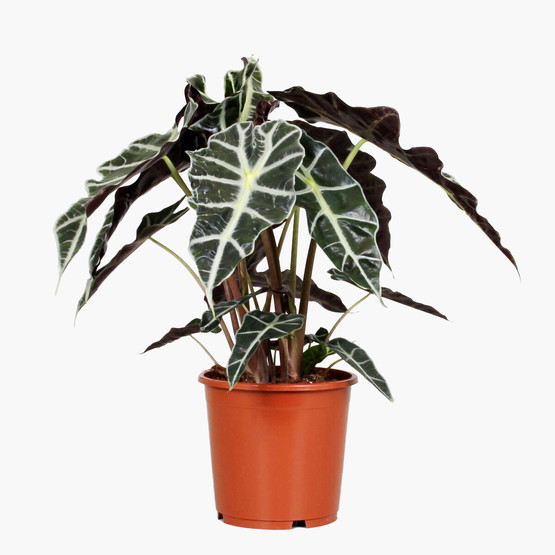 Alocasia Polly Fil Kulağı Bitkisi 50cm
