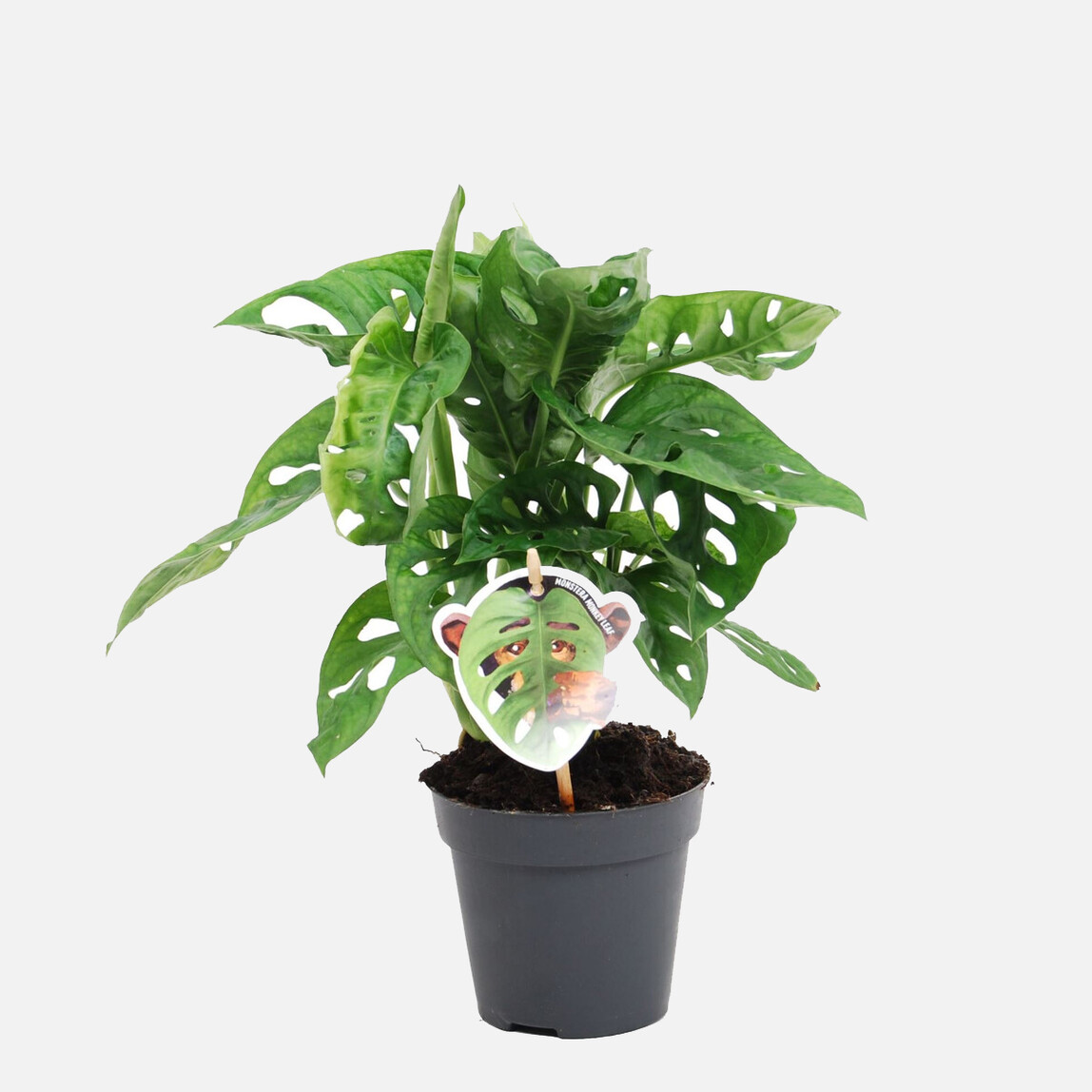    Monstera Monkey Bitkisi 