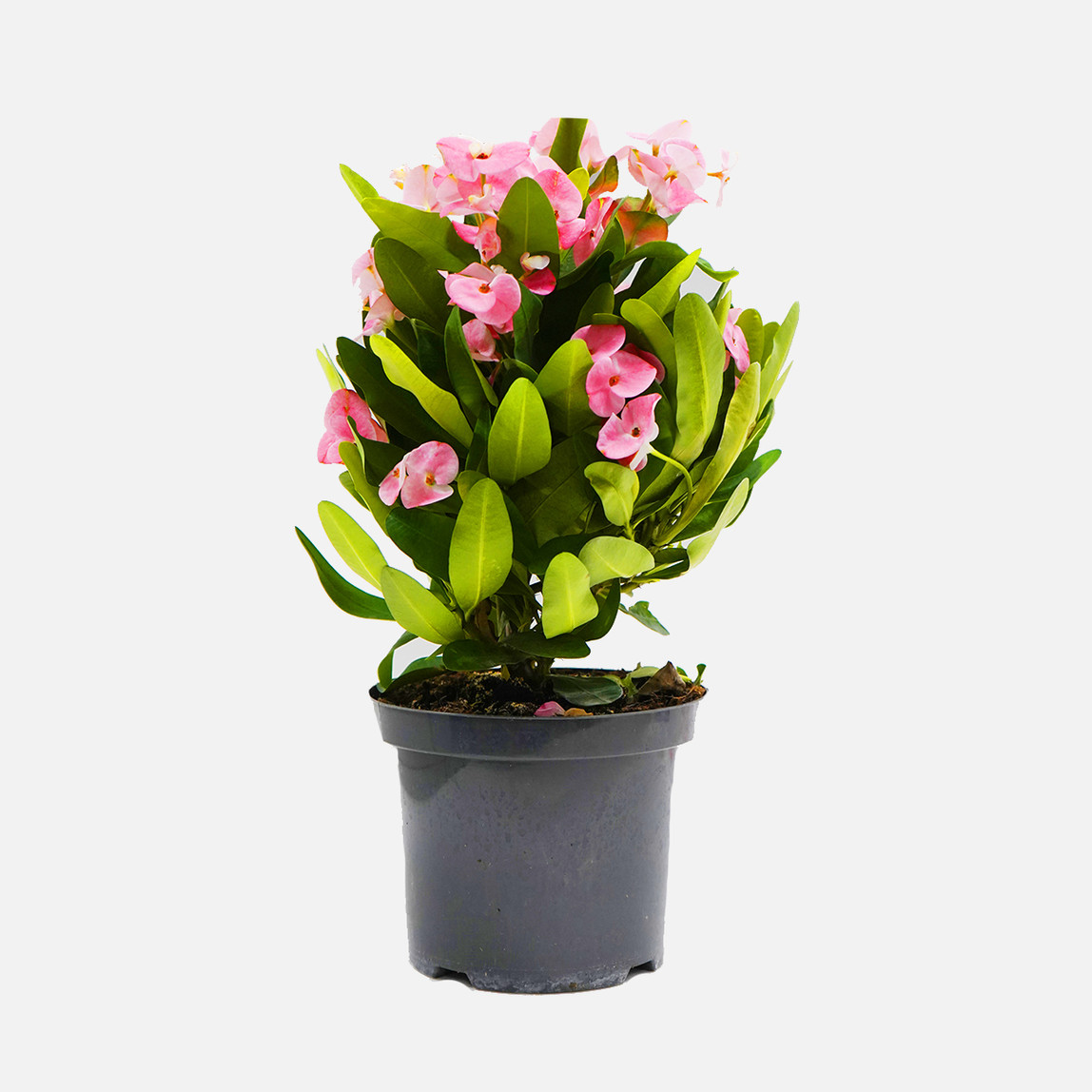    Euphorbia Mili 40cm 