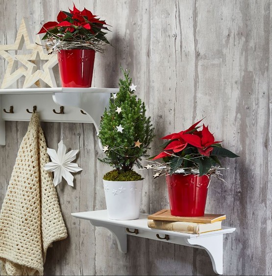 Soendgen Starlight Parlak Beyaz