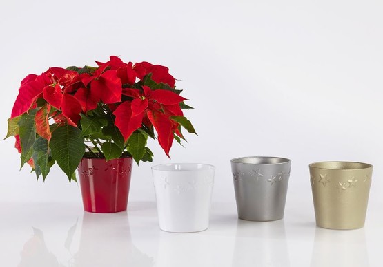 Soendgen Starlight Parlak Beyaz