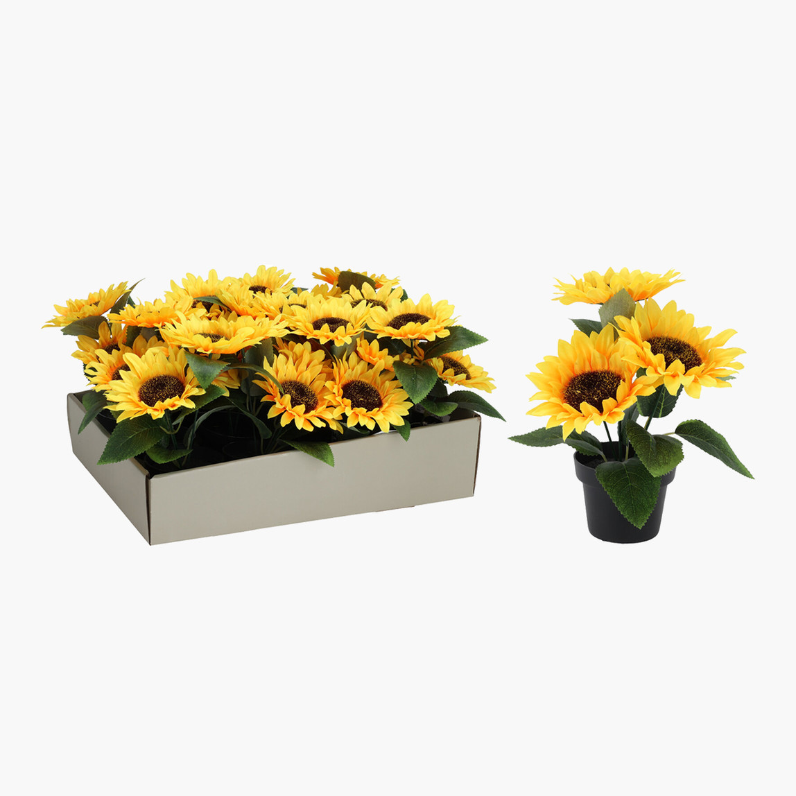    Saksıda Ayçiçeği 22cm 