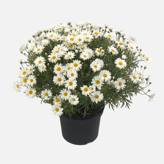 Papatya Q12 h: 35 cm  