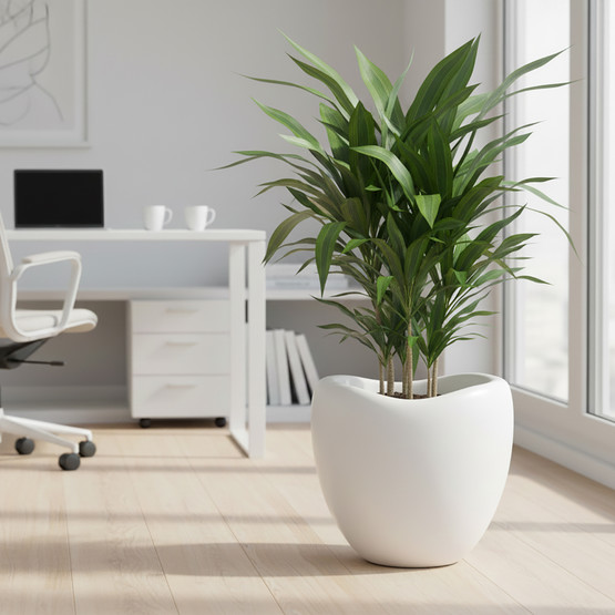 Lale Yumurta Saksı 3 No Kirli Beyaz 52 Lt 