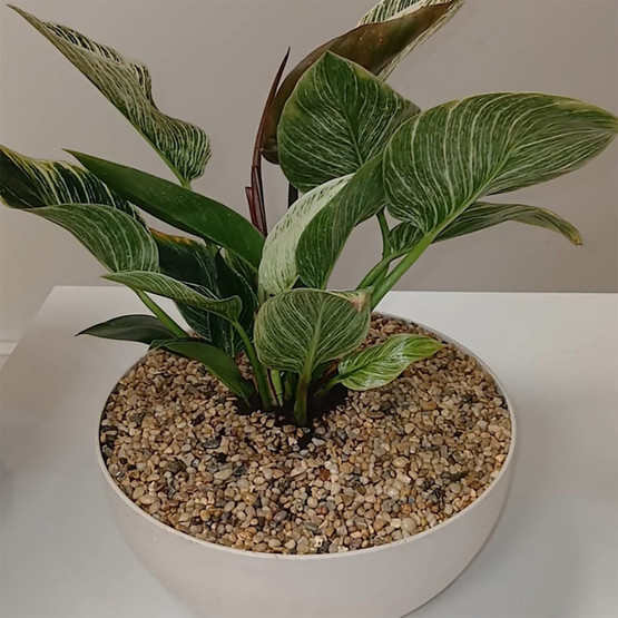 Dekoratif Saksı Kiti Naturel 0,5Kg Solüsyon+1,5Kg Çakıl